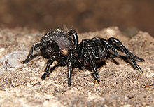 Paianjen "palnie"/ Australian funnel-web spiders, Foto: Wikipedia
