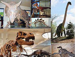 Fosile de dinozauri, Foto: Wikipedia