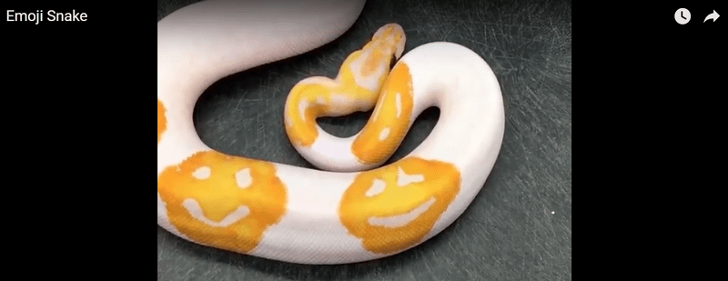 Emoji Ball Python, Foto: Captura YouTube