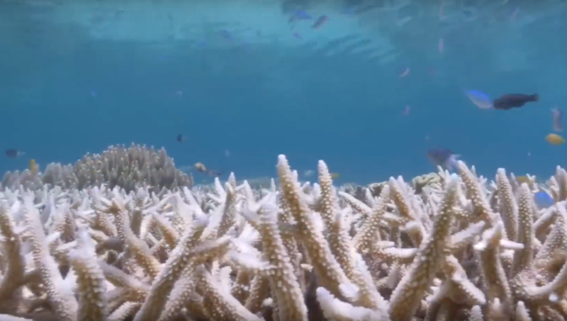 Marea bariera de corali, afectata iremediabil de albire, Foto: Captura YouTube