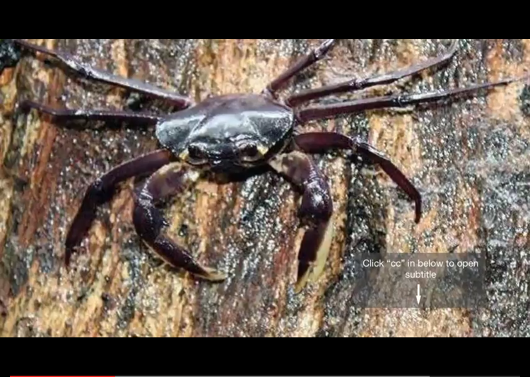 Specia de crab Kani marajandu, Foto: Captura YouTube