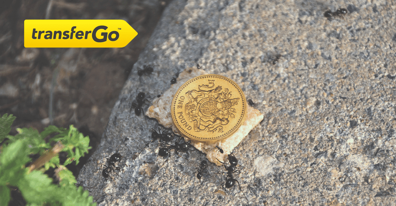 TransferGO, Foto: Smile Media