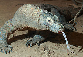 Dragonul de Komodo, Foto: Wikipedia