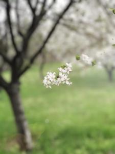 Primavara, Foto: USER UPLOADED