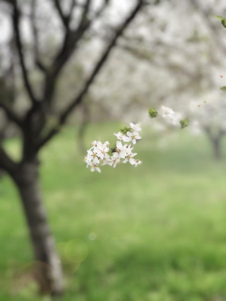 Primavara, Foto: USER UPLOADED