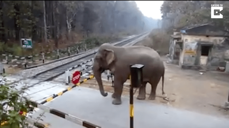 Elefantul vrea sa traverseze calea ferata, Foto: Captura YouTube