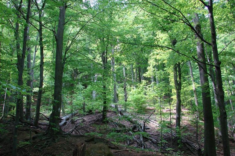 Parcul National Cozia, Foto: Romsilva