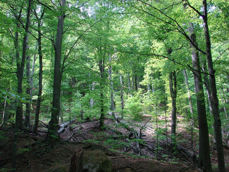 Parcul National Cozia, Foto: Romsilva