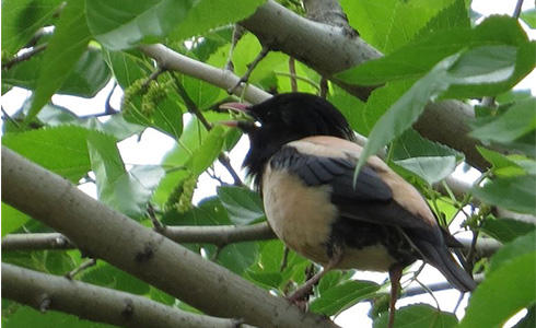Lacustar intr-un arbore din cartierul Berceni, Foto: Vlad Cioflec