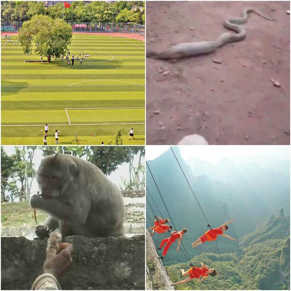 Faze tari, Foto: Colaj foto