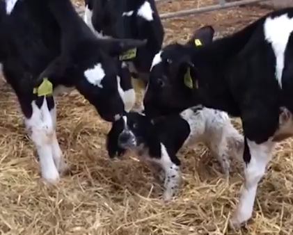 Prea multa dragoste, Foto: youtube.com