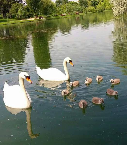 Pui lebada Titan, Foto: Adi Rusanda/Facebook