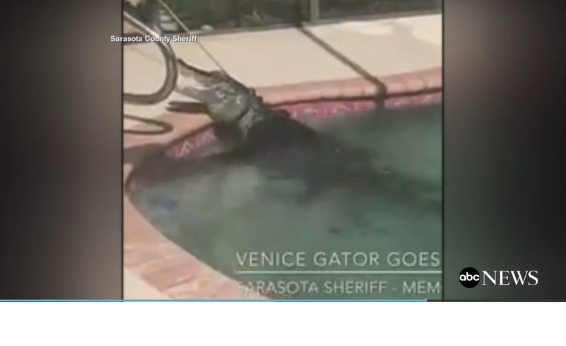 Aligator in piscina unei familii din Florida, Foto: Captura ABC News