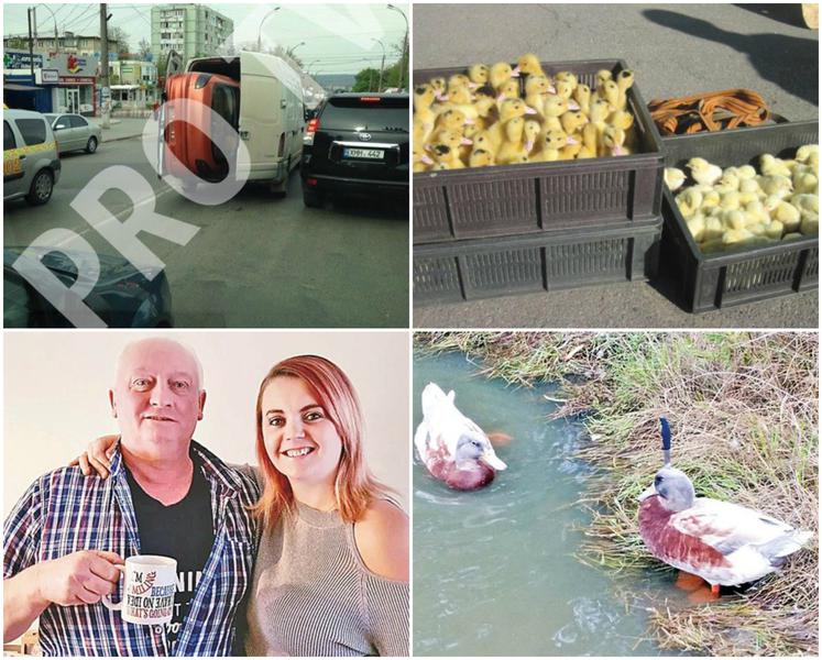 Faze tari, Foto: Colaj foto