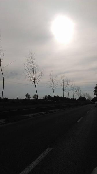 Arbori uscati Dambovita, Foto: Liviu Malureanu