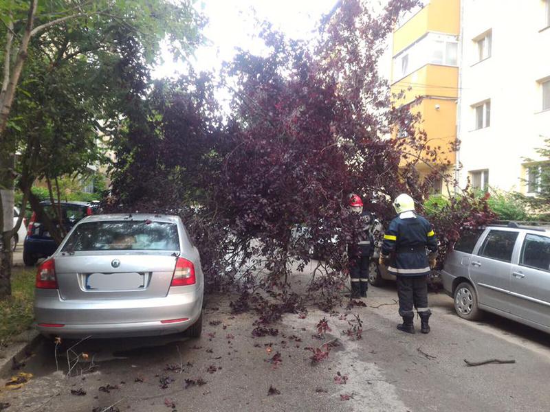 Copaci cazuti, Foto: IGSU