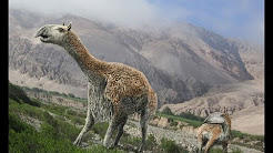 Macrauchenia, Foto: youtube.com