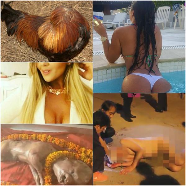 Faze tari, Foto: Colaj foto