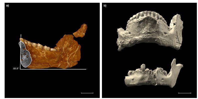Ilustratie din lucrarea publiata in Nature, Foto: Nature