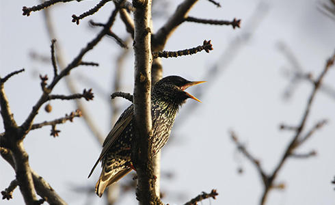 Graur, Foto: Doru Panaitescu