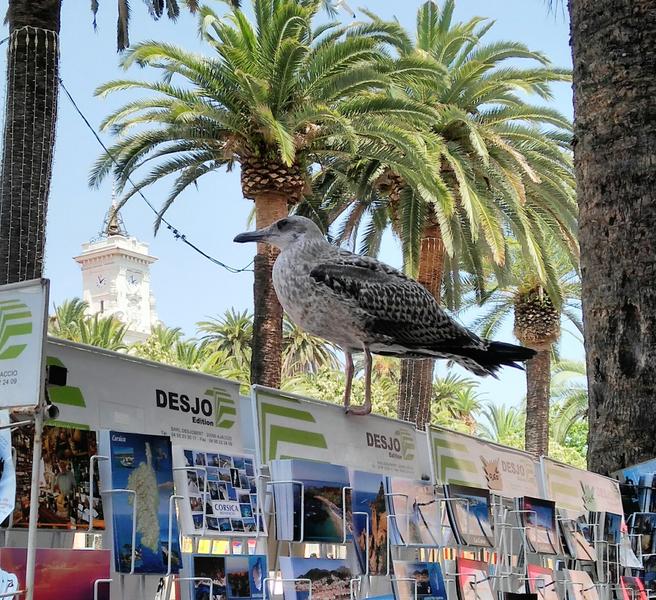 pescarus, Foto: Hotnews