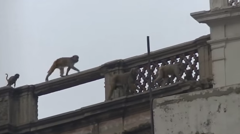 Maimute in New Delhi, Foto: Captura YouTube