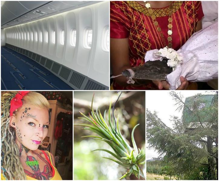 Faze tari, Foto: Colaj foto