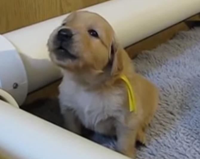 golden retriever, Foto: Captura YouTube