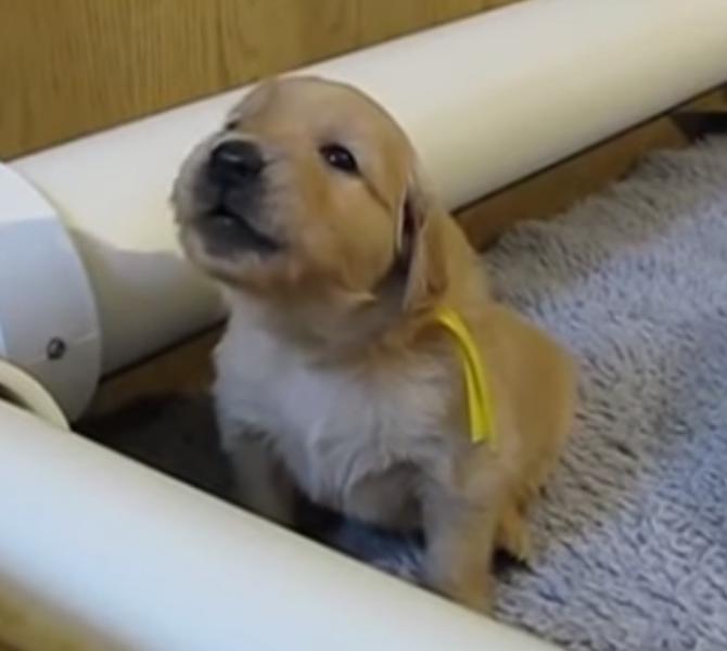 golden retriever, Foto: Captura YouTube
