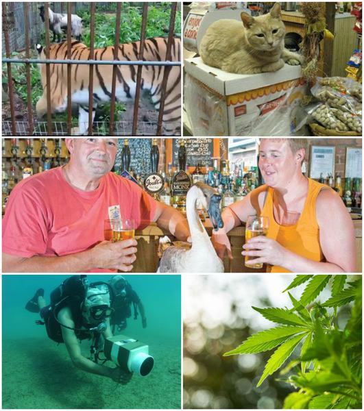 Faze tari, Foto: Colaj foto