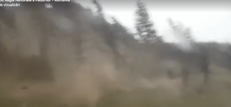 padure Iacobeni, Foto: Romsilva