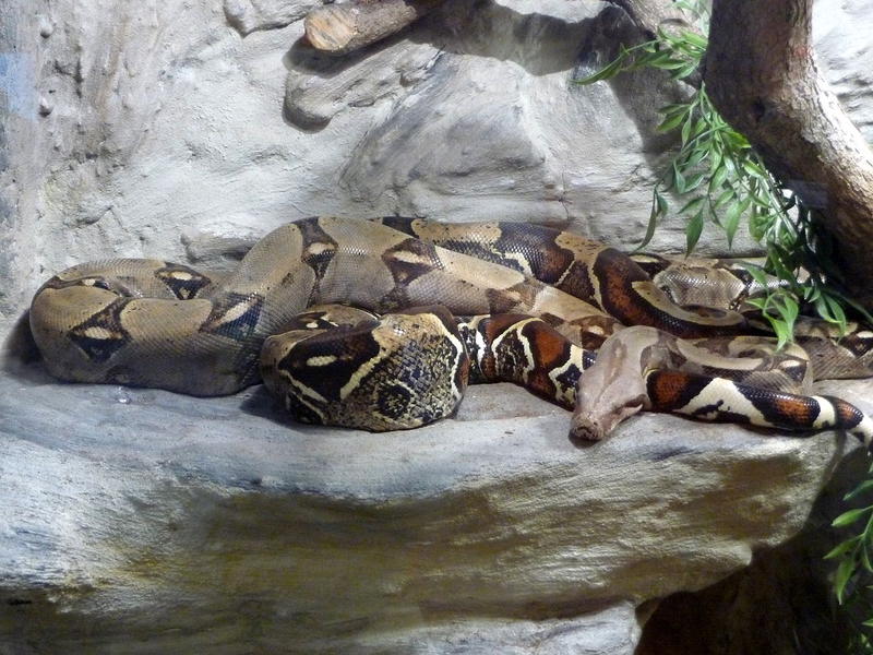 boa constrictor, Foto: Wikipedia