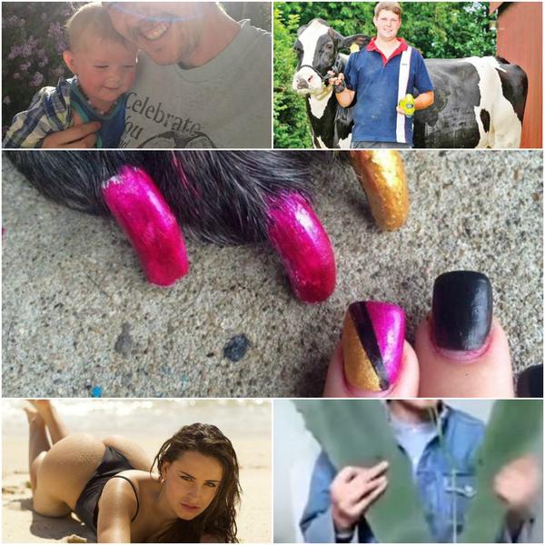 Faze tari, Foto: Colaj foto