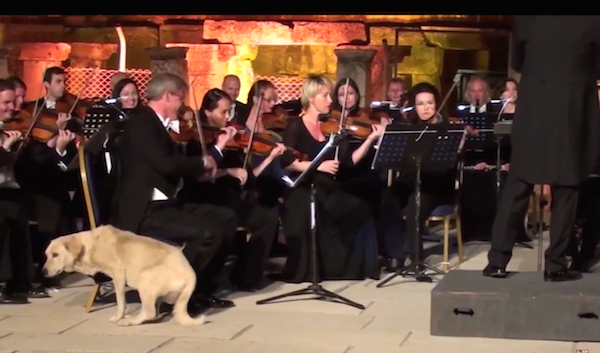 Caine pe scena, Foto: Captura YouTube