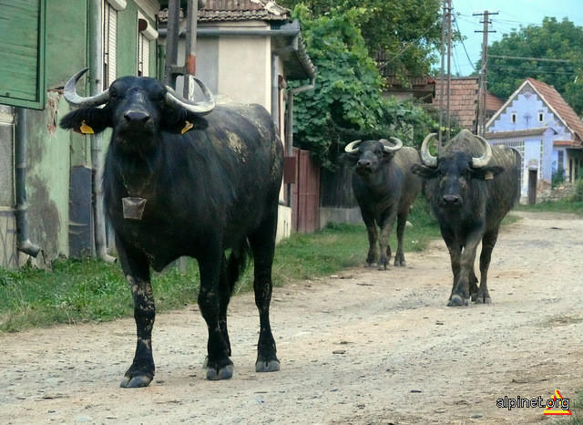 Drigana, Foto: Hotnews