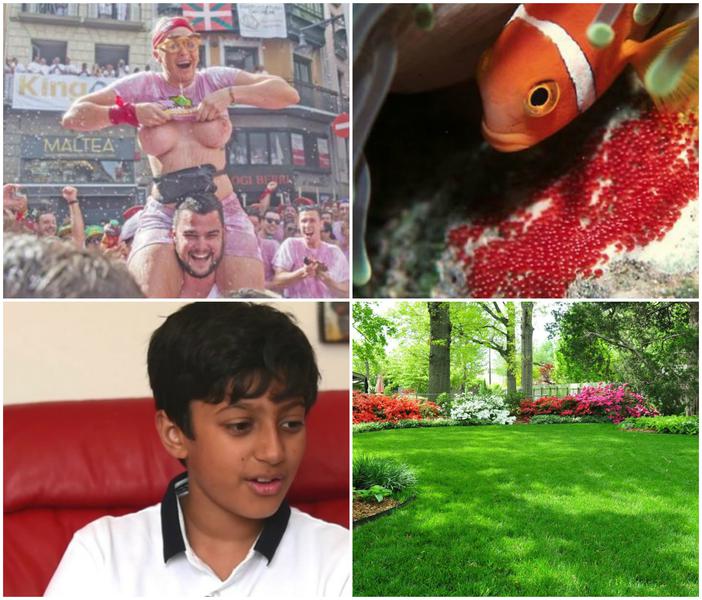 Faze tari, Foto: Colaj foto