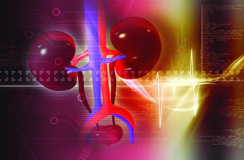 Rinichi, Foto: Tareq Salahuddin flickr.com