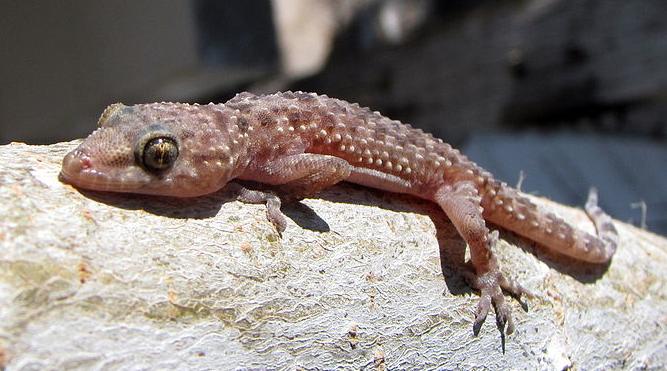 soparla Gecko, Foto: Wikipedia