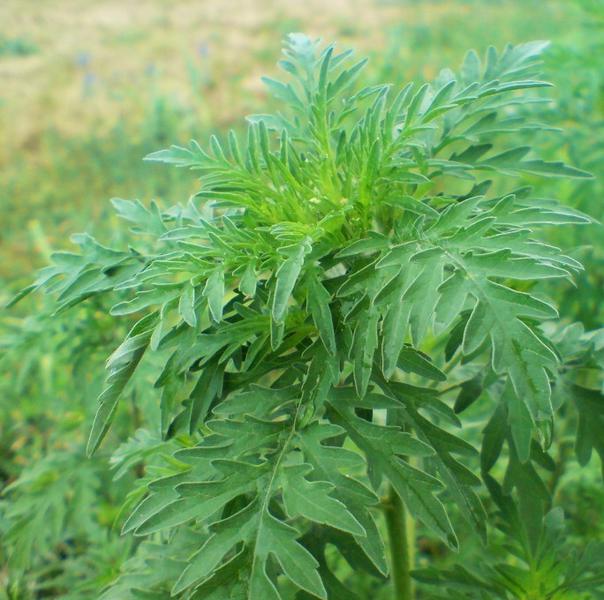 Ambrozie, Foto: Wikipedia