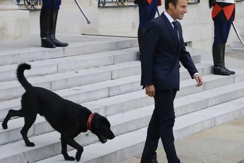 Macron si cainele Nemo, Foto: Captura YouTube