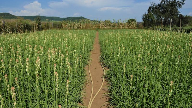 Lan de tuberoze, Foto: Hotnews