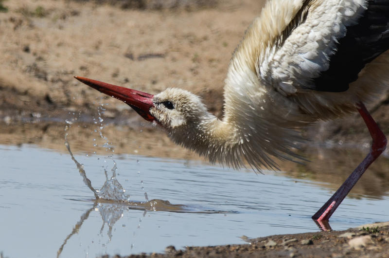 Barza , Foto: Sebastian Bugariu