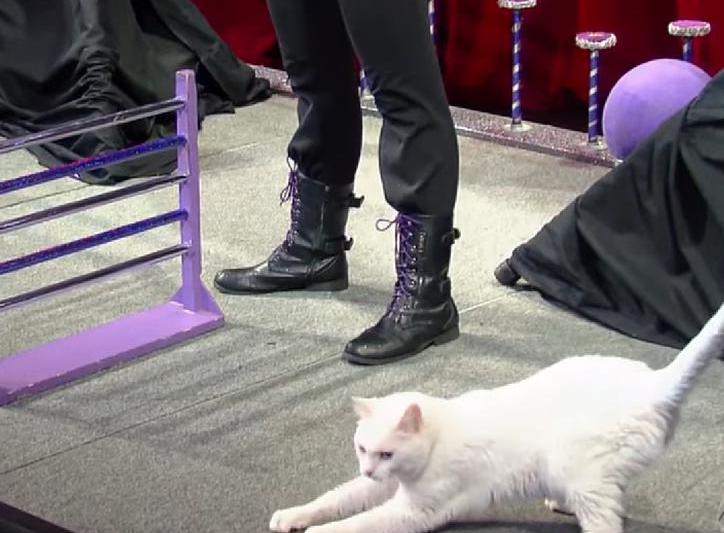 Acro-Cats, Foto: Captura YouTube