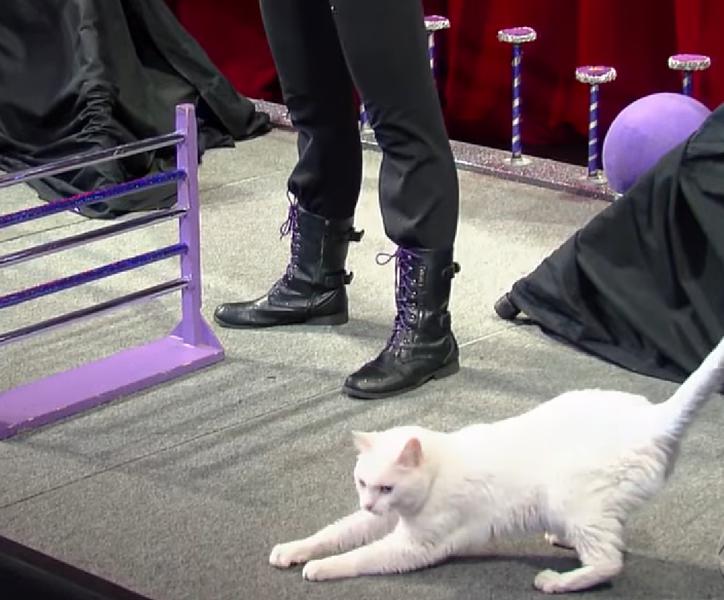 Acro-Cats, Foto: Captura YouTube