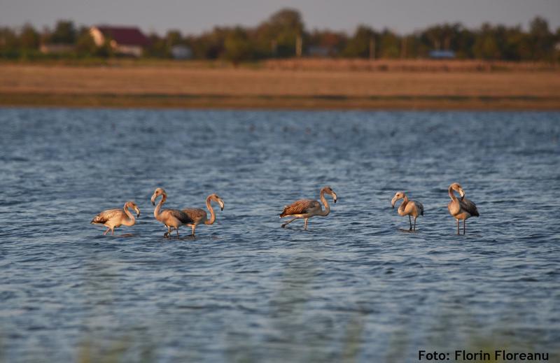 Flamingo Ialomita, Foto: Societatea Ornitologica Romana