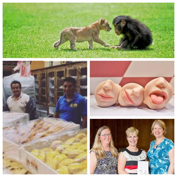 Faze Tari, Foto: Colaj foto