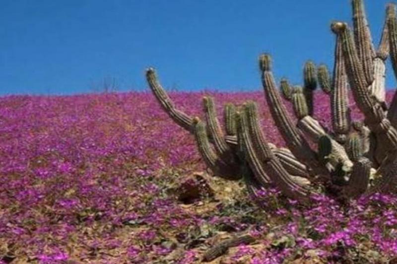 Atacama, Foto: Captura YouTube