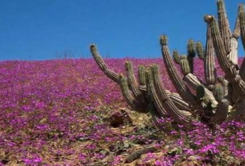 Atacama, Foto: Captura YouTube