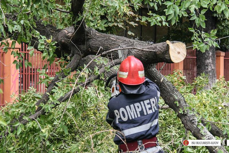 Copaci, Foto: Facebook / ISU Bucuresti-Ilfov