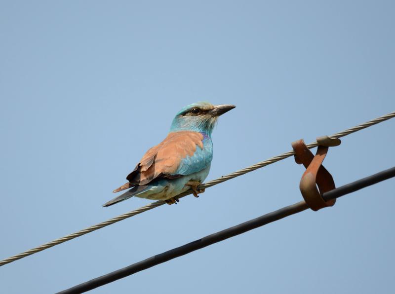 Dumbraveanca, Foto: Societatea Ornitologica Romana
